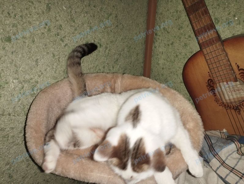 Small young mixed color female cat, lost near ул. Гороховцев, 4, Волгоград, Волгоградская обл., Россия, 400093 on Jun 27, 2023.