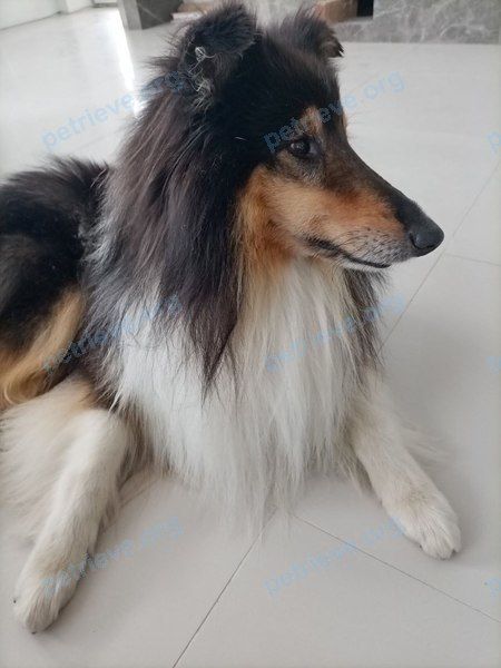 Большой многоцветный молодой пёс, пропал 15.07.2023 рядом с 4Q86+CH Острошицы, Беларусь.