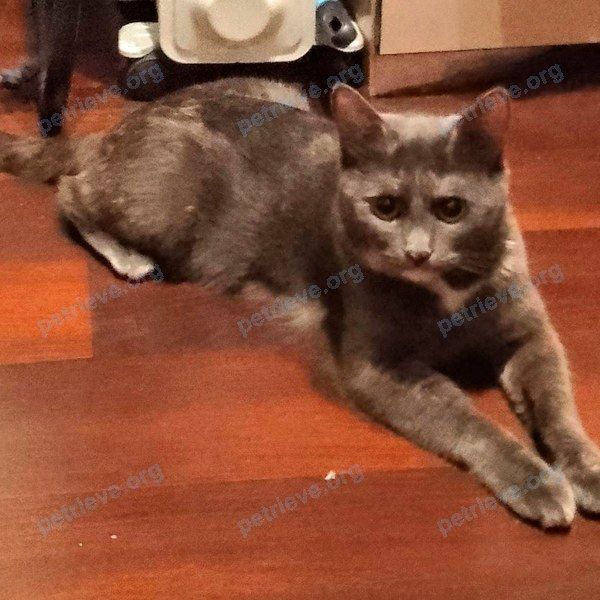 Medium adult gray female cat Грейс, lost near Aмурская 13 Гомель, Беларусь on Jul 14, 2023.