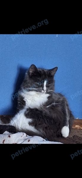 Medium adult gray female cat Эмми, lost near пр. Победы, 4, Северодвинск, Архангельская обл., Россия, 164505 on Jul 18, 2023.