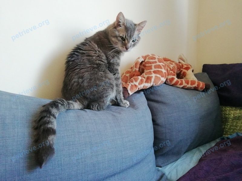Средний серый взрослый кот Марсик, пропал 19.07.2023 рядом с 18A, ул. Басенко, 18А, Бахчисарай.