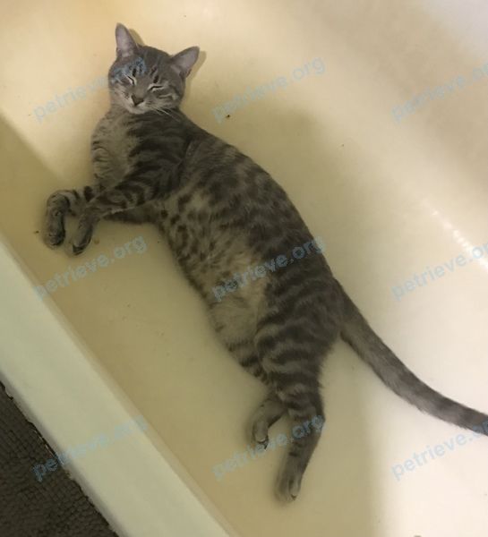 Small young gray male cat Пудж, lost near ул. Чернышевского, 49, Альметьевск, Респ. Татарстан, Россия, 423465 on Jul 19, 2023.