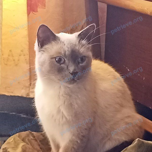 Medium adult white male cat Сэм, lost near 11-я Ремесленная ул, Омск, Омская обл., Россия, 644047 on Jul 14, 2023.