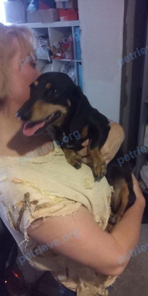 Small adult black female dog, found near ул. Гагарина, 144, Яблоновский, Республика Адыгея, Россия, 385141 on Jul 25, 2023.