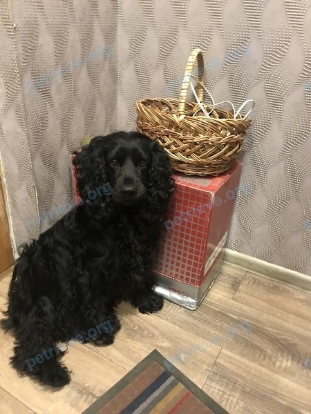 Medium adult black male dog, lost near ул. Ленина, 216, Анапа, Краснодарский край, Россия, 353454 on Jul 24, 2023.