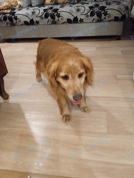 Medium orange male dog, lost near ул. Галицкого 1а, Борисов, Беларусь on Jul 30, 2023.