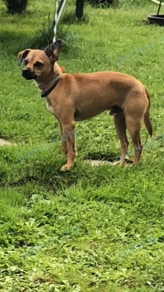 Small adult orange male dog, found near ул. Медниковых, 2А, Торжок, Тверская обл., Россия, 172002 on Jul 16, 2023.