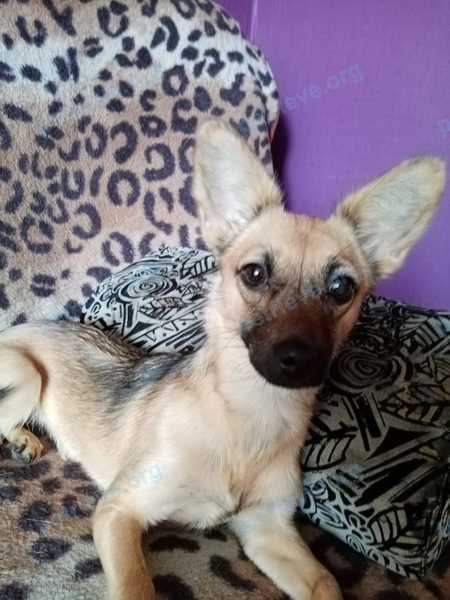 Medium young brown female dog Буся, lost near 34, Искитим, Новосибирская обл., Россия, 633209 on Aug 02, 2023.