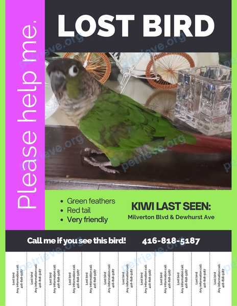 Small young green female bird, lost near 101 Dewhurst East York, ON M4J 3R5, Canada on Jul 24, 2023.