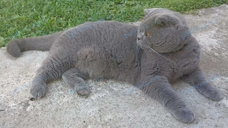 Medium adult gray male cat, lost near ул. Комиссарова, Бобровский, Свердловская область, Россия on Aug 05, 2023.