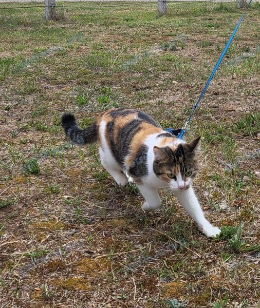 Medium young mixed color female cat Белка, lost near ул. Лобанка 25, Лепель, Беларусь on Aug 01, 2023.