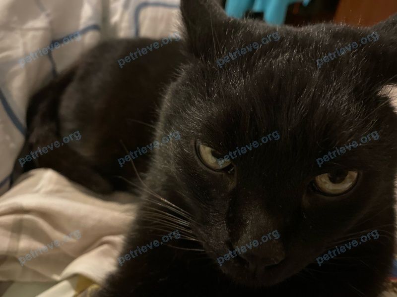 Big adult black female cat Лола, lost near Волмянский Шлях 81, Колодищи, Беларусь on Aug 02, 2023.