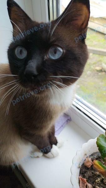 Medium young gray male cat Лёва, lost near ул. О. Кошевого, Дальнереченск, Приморский край, Россия, 692133 on Jul 25, 2023.