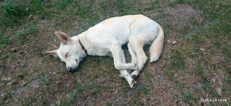 Средний белый молодой пёс Неизвестно, найден 10.08.2023 рядом с ул. Садовая 6, Браслав, Беларусь.