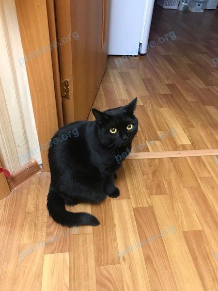 Medium young black female cat Марго, lost near пр. Ленина, 147 корпус 4, Тула, Тульская обл., Россия, 300026 on Aug 05, 2023.