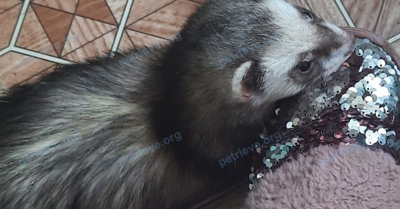 Big adult gray male ferret Боря, lost near ул. Стахановская, Пермь, Пермский край, Россия, 614095 on Aug 12, 2023.