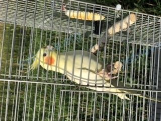 Medium young yellow male bird Гарик, lost near 2MG4+P3 1-е Мая, Чувашская Республика, Россия on Jul 28, 2023.