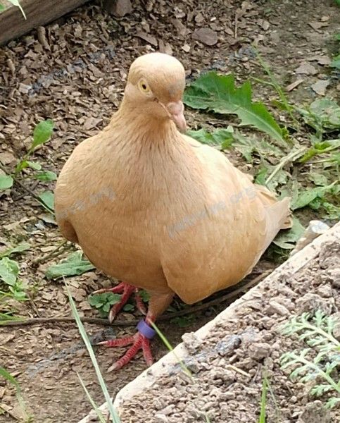 Medium brown bird, found near CC2G+VR Федяйково, Владимирская область, Россия on Aug 17, 2023.