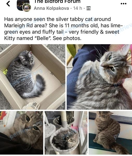 Маленькая серая молодая кошка Belle, пропала 17.08.2023 рядом с 72 Marleigh Rd, Bidford-on-Avon, Alcester B50 4EE, UK.