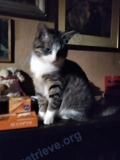 Medium young gray male cat Ларик, lost near ул. Садовая, 29, Белгород, Белгородская обл., Россия, 308007 on Aug 13, 2023.