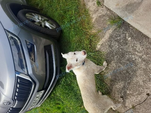 Dog, found near ул. Стахановская 88, Вилейка, Беларусь on Aug 27, 2023.