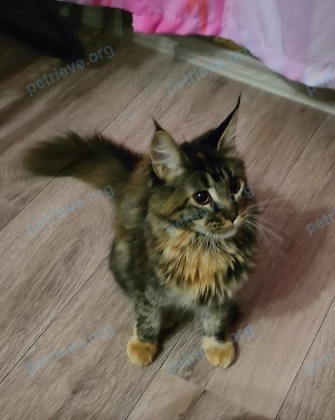 Medium young mixed color female cat, lost near Союзная ул., 51, Карасук, Новосибирская обл., Россия, 632865 on Aug 26, 2023.