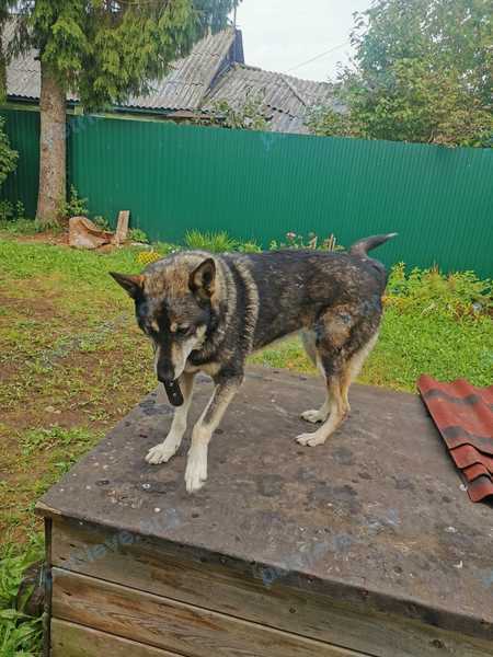 Female dog, found near 92R8+VM Паша, Ленинградская область, Россия on Aug 31, 2023.