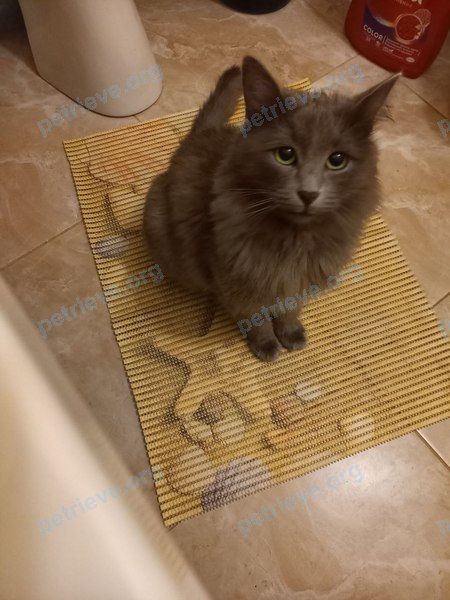 Medium young gray male cat Симба, lost near Портовая ул., 55, Набережные Челны, Респ. Татарстан, Россия, 423822 on Sep 03, 2023.