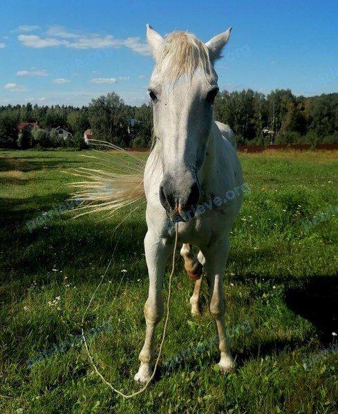 Средняя белая взрослая лошадь Лорд, пропала 07.09.2023 рядом с GV72+QP Лукино, Московская область, Россия.