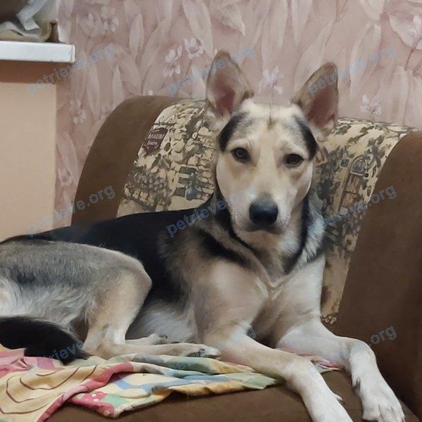 Medium young black male dog, lost near ул. Невельская, 117, Оренбург, Оренбургская обл., Россия, 460018 on Sep 11, 2023.