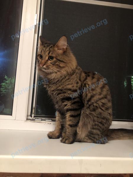 Medium young brown male cat Барсик, lost near Город Кострома, мкр-н Паново 22 on Sep 05, 2023.