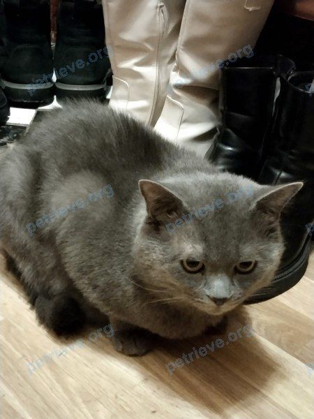 Medium adult gray male cat Дым, lost near Пролетарская ул., 4, Унеча, Брянская обл., Россия, 243300 on Sep 14, 2023.