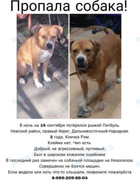 Medium young orange male dog Рэм, lost near ул. Народная, 21, Санкт-Петербург, Россия, 193079 on Sep 14, 2023.