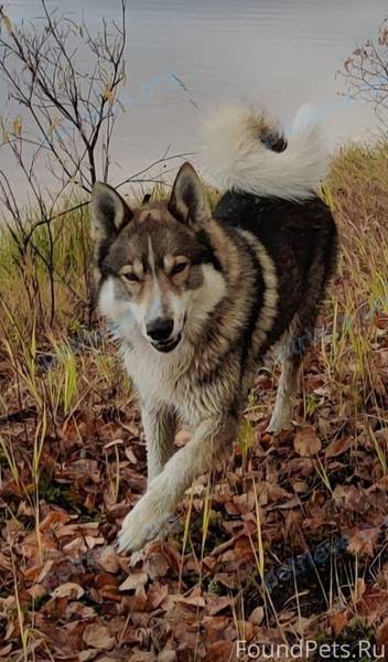 Medium adult mixed color male dog Серый, lost near Никольское месторождение. трасса Нижневартовск-Радужный 95-107 км on Sep 13, 2023.