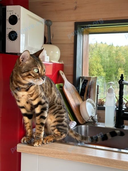 Большой коричневый взрослый кот Джордан, пропал 21.09.2023 рядом с 4F3P+RH Нудоль, Московская область, Россия.