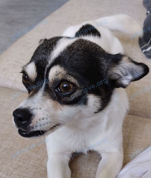 Small young white male dog Лютик, lost near ул. Нефтяников, 16, Богатое, Самарская обл., Россия, 446630 on Sep 18, 2023.