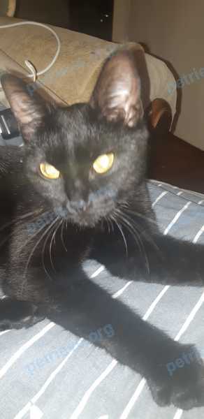 Medium adult black female cat Эльза, lost near yлица Молодежная, 10, Белоозёрский, Московская обл., Россия, 140250 on Sep 21, 2023.