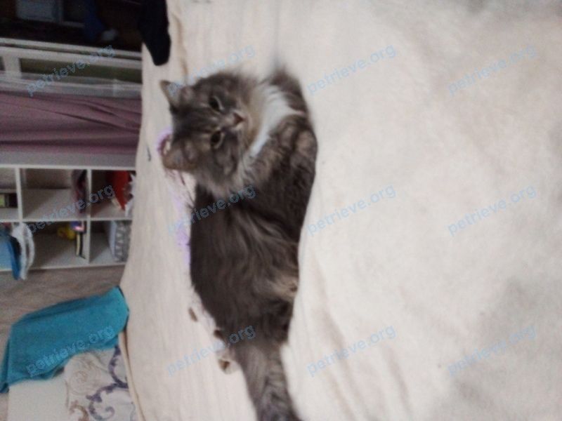 Big young gray male cat Нет, found on Oct 01, 2023.