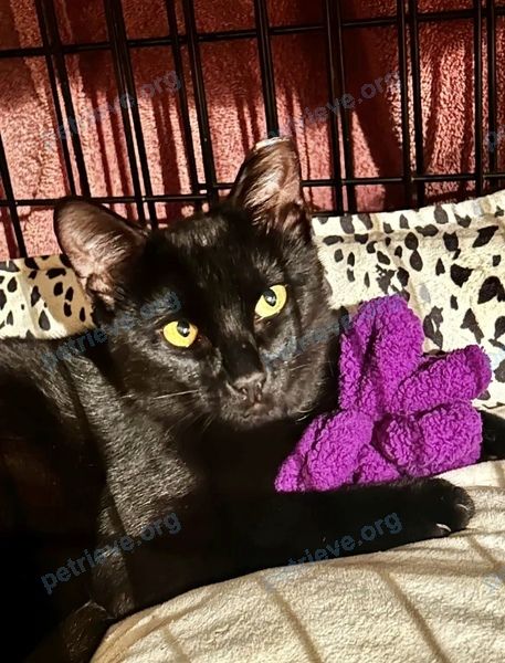 Маленькая чёрная молодая кошка Vinny, пропала 19.09.2023 рядом с 45 St Clair Ave W, Toronto, ON M4V 1K9, Canada.
