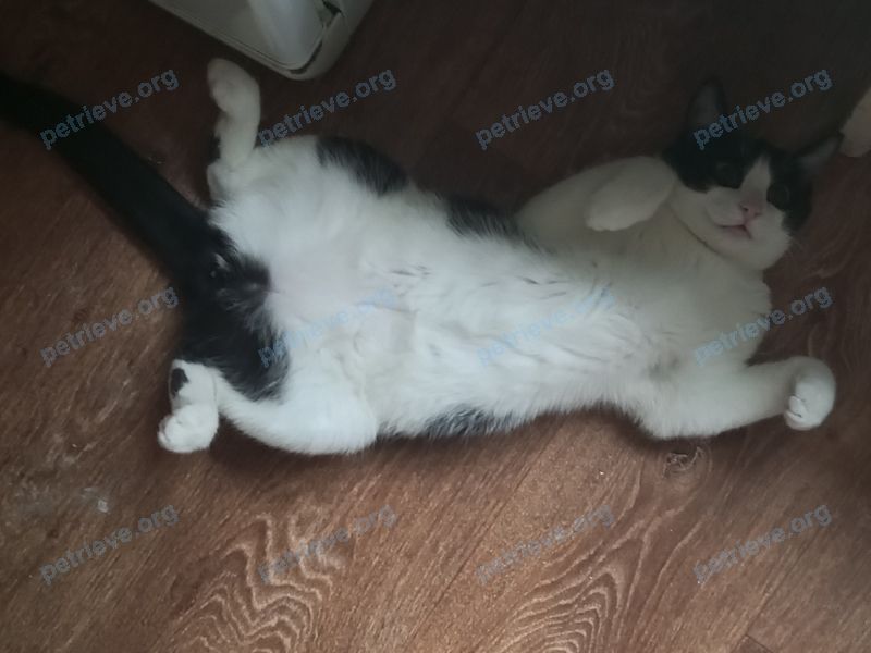 Medium young mixed color male cat Оскар, lost near пр. Текстильщиков 70, Иваново, Ивановская обл., Россия, 153038 on Oct 02, 2023.
