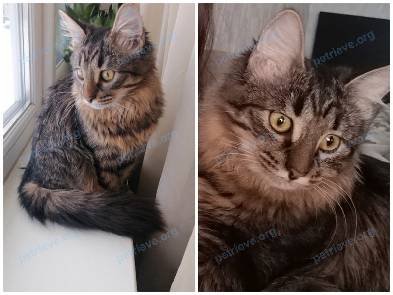 Medium young gray female cat Лола, lost near Малаховка, Московская область, ул Солнечная, Сакко и Ванцетти, Суворова.  on Sep 24, 2023.