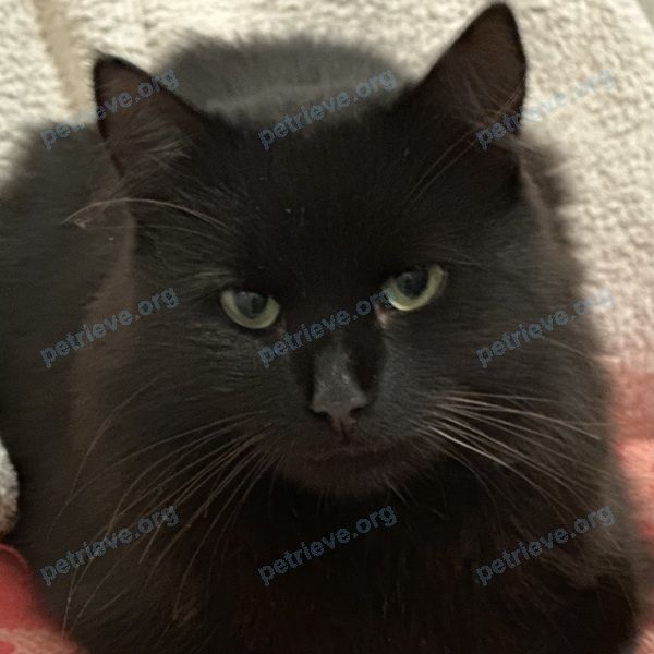 Средняя чёрная молодая кошка, найдена 12.10.2023 рядом с Sovetskaya 1, Витебск, Беларусь.