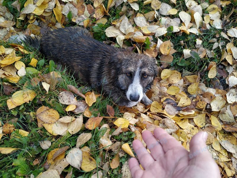 Medium adult gray dog неизвестна, found near ул. Лутугина, 56, Киселевск, Кемеровская обл., Россия, 652716 on Oct 12, 2023.