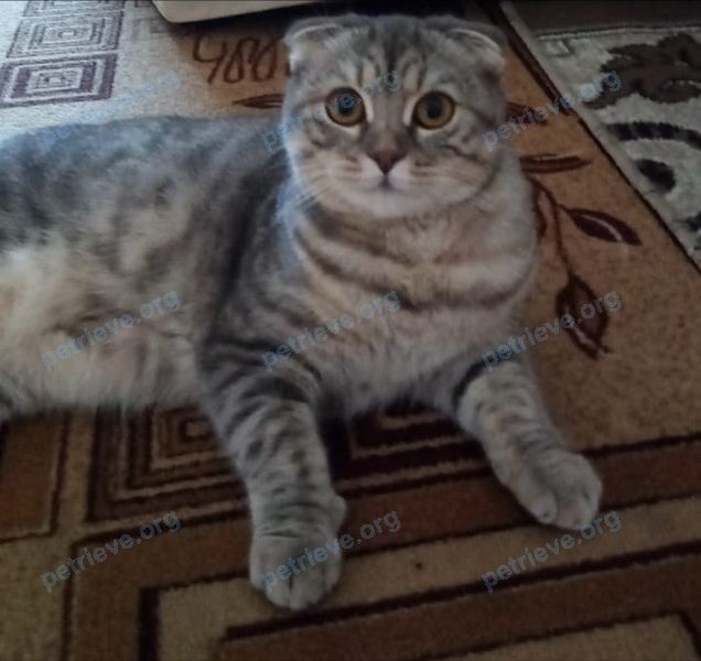 Medium young gray female cat Милка, lost near Пр- т. Красных Партизан д8, Усолье-Сибирское, Иркутская обл., Россия, 665460 on Oct 15, 2023.