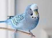 Small adult blue male bird husmen, lost near 11 Superior Ave, Etobicoke, ON M8V 0A7, Canada on Oct 17, 2023.