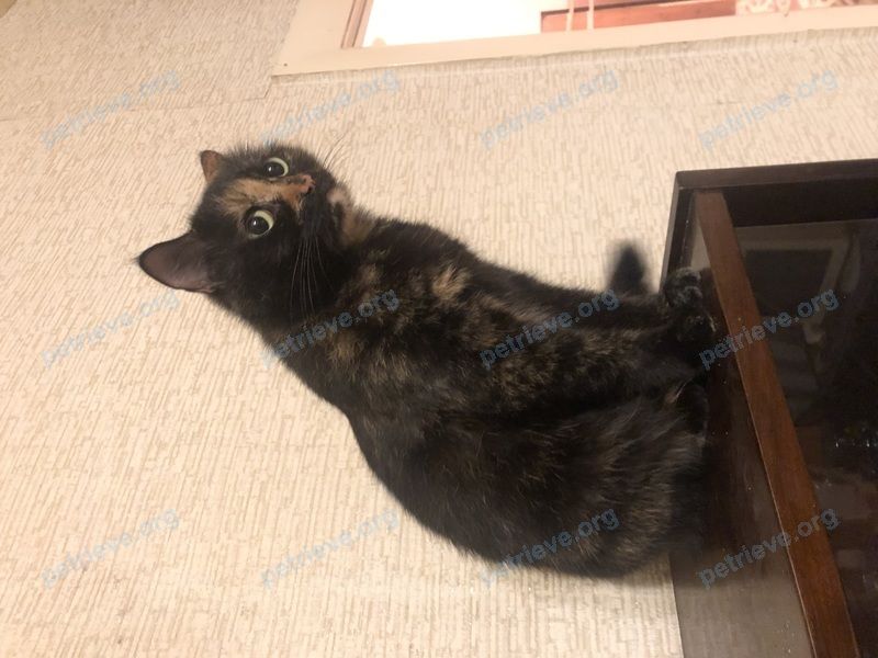 Medium adult mixed color female cat, lost near ул. Ленинская 51, Марьина Горка 222811, Беларусь on Oct 23, 2023.