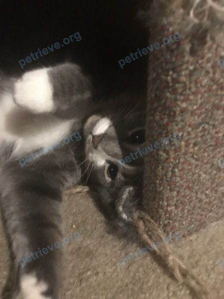 Medium young gray female cat Precious, lost near 89 Salisbury Ave, Brockville, ON K6V 2T6, Canada on Oct 17, 2023.