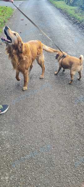 Большой коричневый взрослый пёс, найден 25.10.2023 рядом с 49 Kilwarlin Rd, Hillsborough BT26 6DZ, UK.