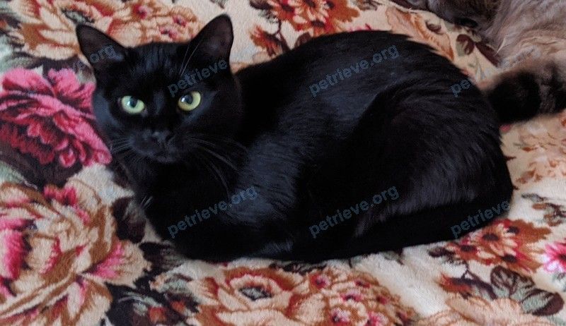 Средняя чёрная взрослая кошка Боня, пропала 25.10.2023 рядом с ул. Максима Горького 69, Гродно 230029, Беларусь.