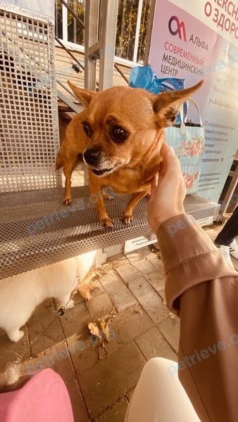 Small orange female dog, found near ул. Крымская, 60, Анапа, Краснодарский край, Россия, 353440 on Oct 28, 2023.